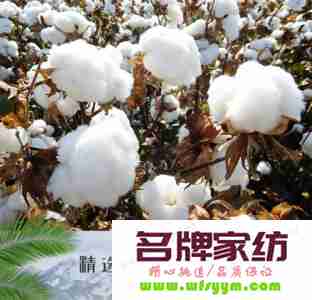 什么叫长绒棉 什么叫长绒棉花